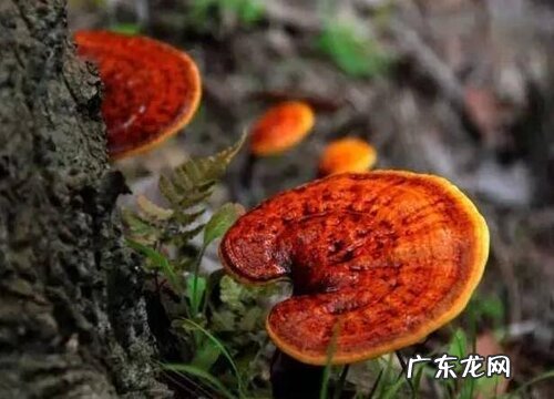 灵芝是植物吗 属于什么类植物