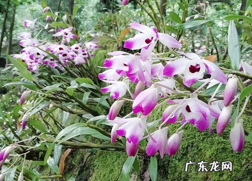 野生石斛是国家保护植物吗