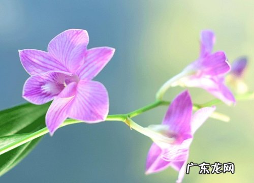 野生石斛是国家保护植物吗