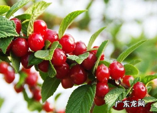 樱桃什么时候种植最好