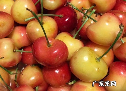 樱桃什么时候种植最好