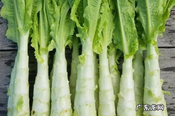 莴笋产地在什么地方,有什么营养