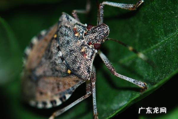 臭虫怕什么东西,被臭虫咬后怎么处理