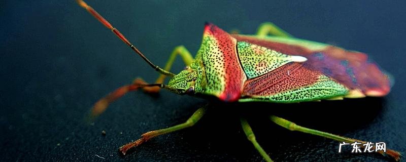 臭虫怕什么东西,被臭虫咬后怎么处理