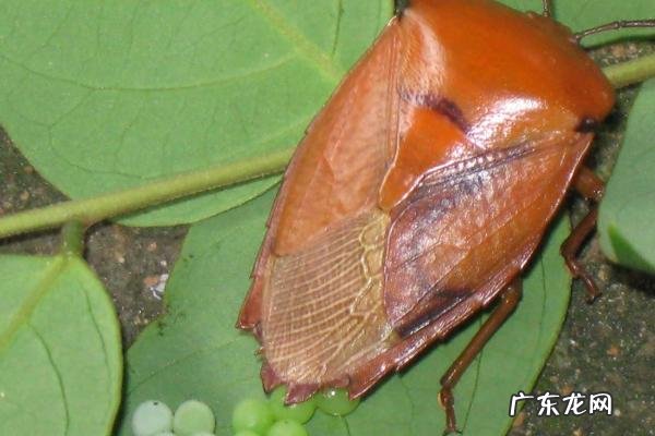 臭虫怕什么东西,被臭虫咬后怎么处理