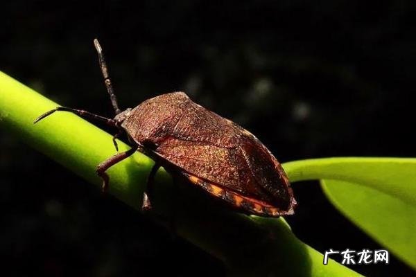 臭虫怕什么东西,被臭虫咬后怎么处理