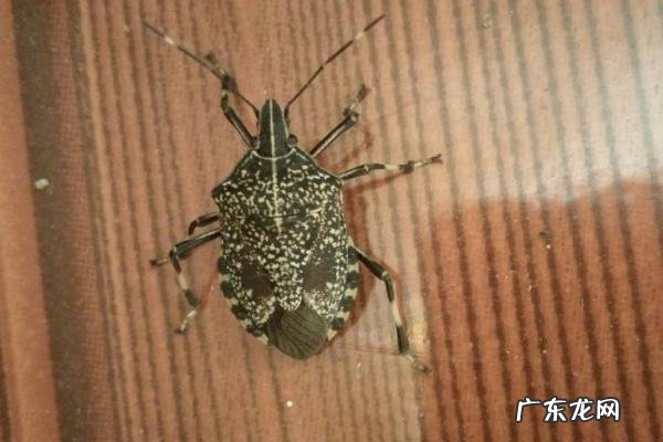 臭虫怕什么东西,被臭虫咬后怎么处理