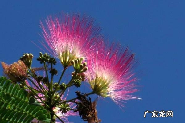 合欢花什么时候开花,附功效作用