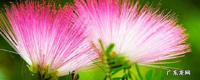 合欢花什么时候开花,附功效作用