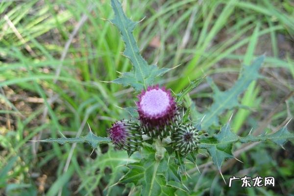 野菜的种类和功效