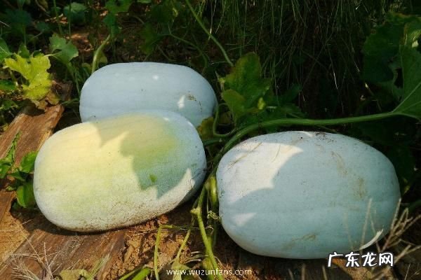 冬瓜产地在哪里，并介绍它的产地环境