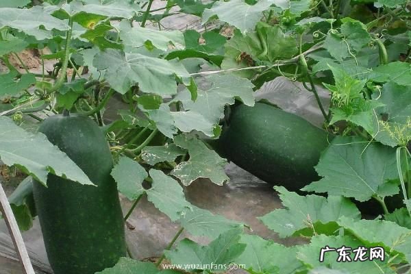 冬瓜产地在哪里，并介绍它的产地环境