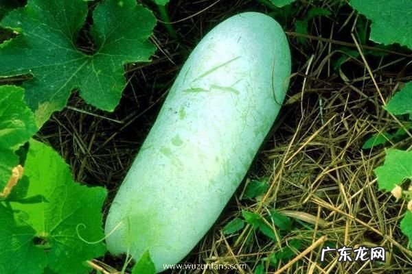 冬瓜产地在哪里，并介绍它的产地环境