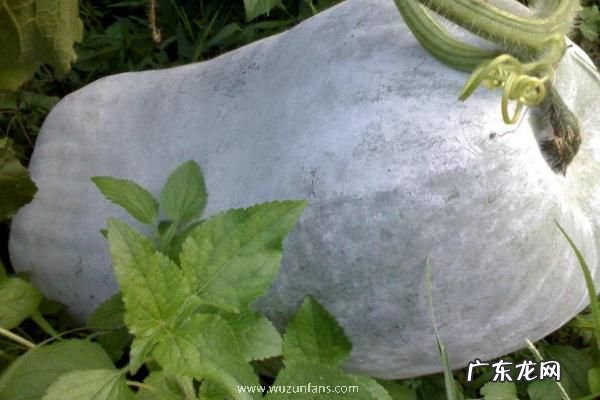 冬瓜产地在哪里，并介绍它的产地环境