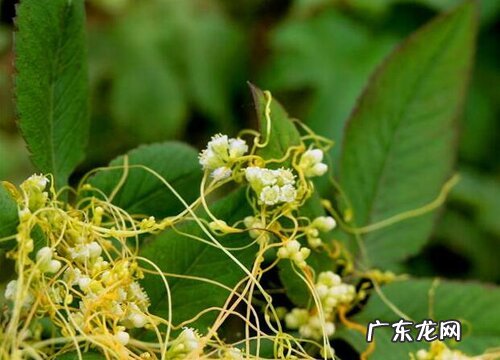 菟丝子是植物吗 属于一年生寄生植物