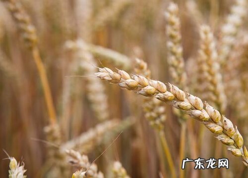 小麦是植物吗 属于单子叶禾本科植物