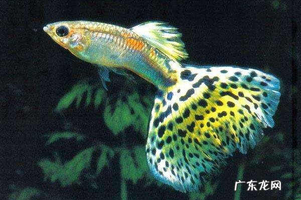 孔雀鱼难产怎么办,导致难产的原因有哪些