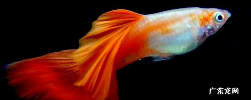 孔雀鱼难产怎么办,导致难产的原因有哪些