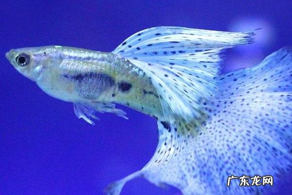 孔雀鱼难产怎么办,导致难产的原因有哪些