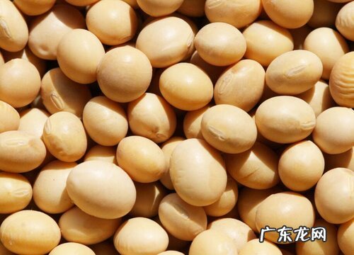 大豆是植物吗 属于什么类型的植物