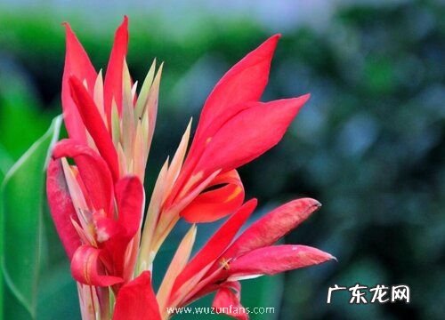 美人蕉的寓意与风水 象征含义与风水说法