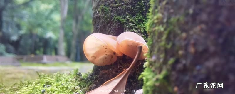 木耳产地在哪里,附木耳的种类和功效