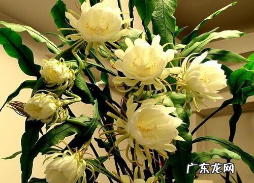图片 昙花有几种颜色 开花有什么颜色
