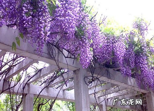 图 紫藤花有几种颜色 开花有什么颜色