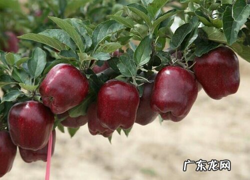 果树是植物吗 属于什么类型植物