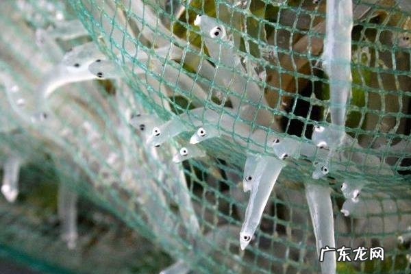 银鱼产地在哪里,种类有哪些