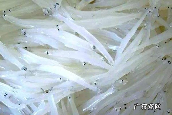 银鱼产地在哪里,种类有哪些