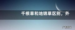 千根草和地锦草区别，外观、根系、功效等方面都不同