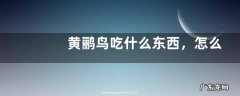 黄鹂鸟吃什么东西，怎么繁殖