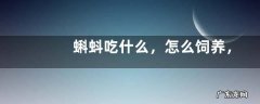 蝌蚪吃什么，怎么饲养，怎么生长