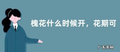 槐花什么时候开，花期可持续一周以上