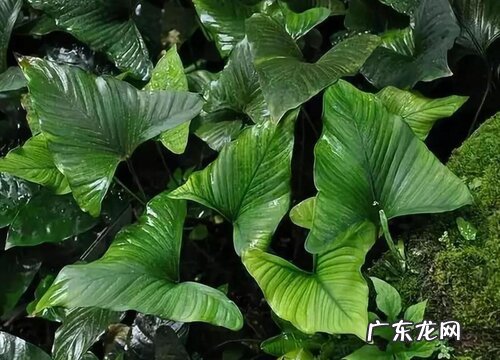 水榕怎么养殖长得快