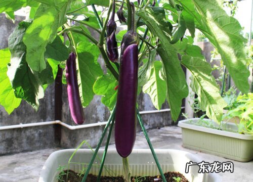 茄子是植物吗 属于茄科一年生草本植物