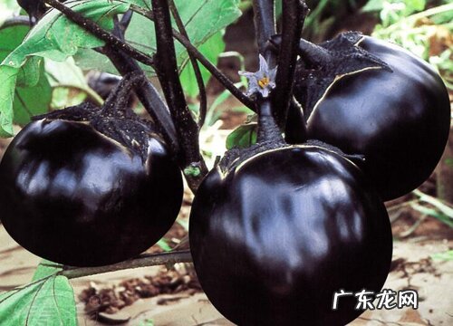 茄子是植物吗 属于茄科一年生草本植物
