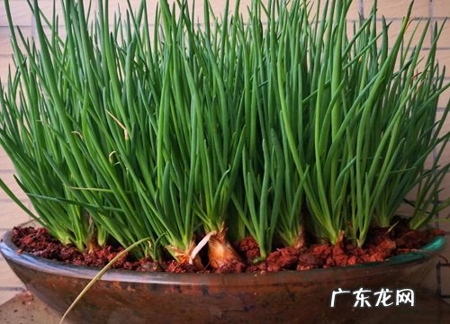 葱是植物吗 属于百合科的多年生草本植物