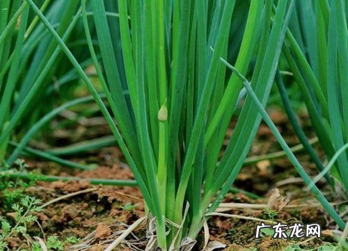 葱是植物吗 属于百合科的多年生草本植物