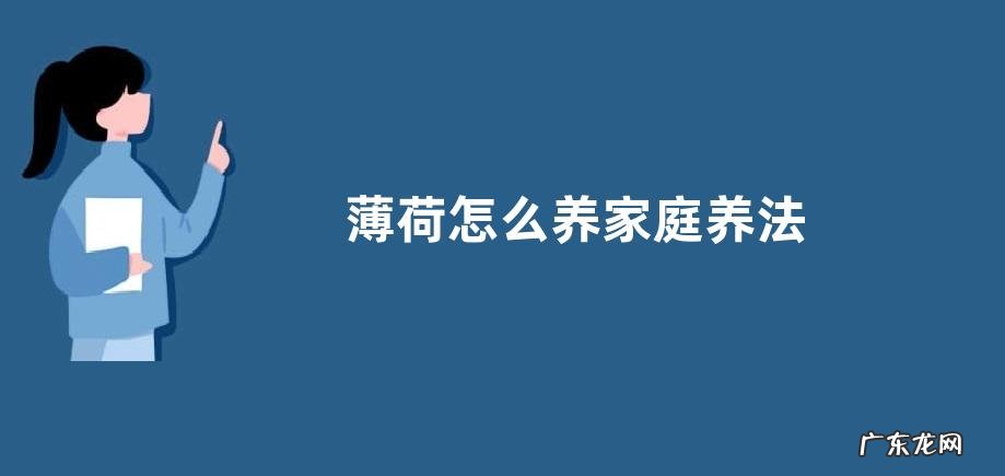 薄荷怎么养家庭养法