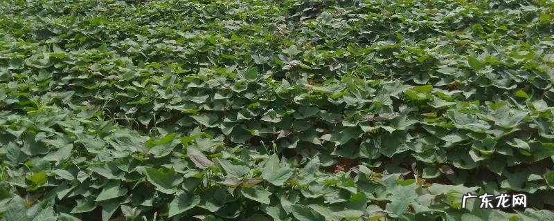 红薯苗床期如何浇水