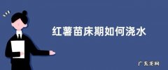 红薯苗床期如何浇水