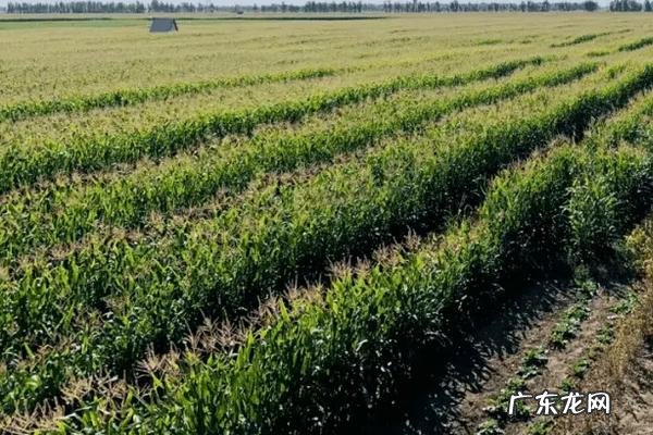 射干种植3年亩产量多少斤，种植技术介绍