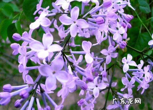 什么花的花语是初恋