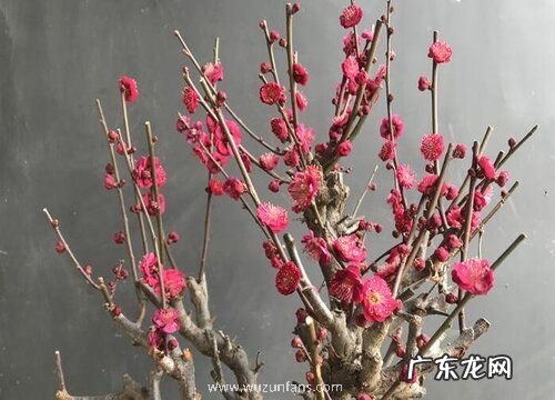 梅花是植物吗 属于什么类型植物