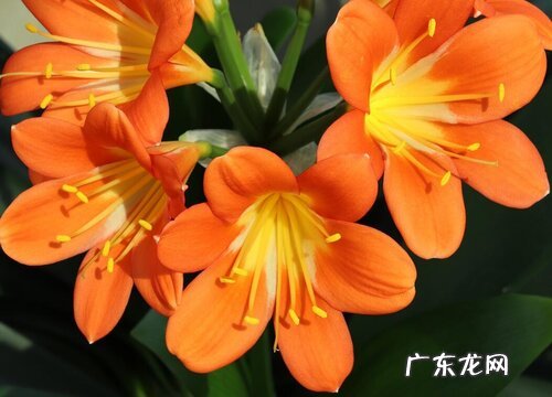 君子兰花有几种颜色 一般都有什么颜色