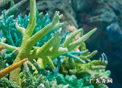 藻类是植物吗 属于原生物界物种