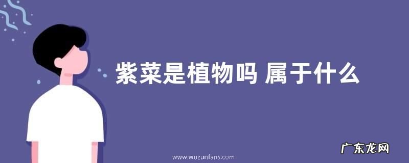 紫菜是植物吗 属于什么类植物