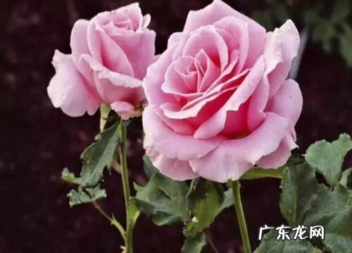 月季花有什么作用与功效 月季花能吃吗食用方法